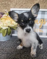 SAMANTHA , a female Cardigan Welsh Corgi and Poodle - Toy  for sale in Ocala, FL – 8 of 10