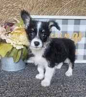 CARRIE, a female Cardigan Welsh Corgi and Poodle - Toy  for sale in Ocala, FL – 5 of 9