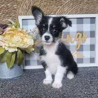 CARRIE, a female Cardigan Welsh Corgi and Poodle - Toy  for sale in Ocala, FL – 4 of 9
