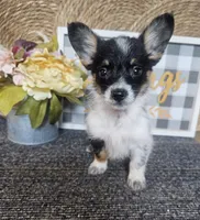 SAMANTHA , a female Cardigan Welsh Corgi and Poodle - Toy  for sale in Ocala, FL – 6 of 10
