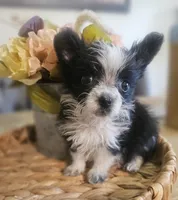 GIZMO, a male Cardigan Welsh Corgi and Poodle - Toy  for sale in Ocala, FL – 1 of 10