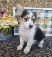 MIRANDA, a female Cardigan Welsh Corgi and Poodle - Toy  for sale in Ocala, FL – 2 of 8