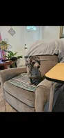 CHARLOTTE , a female Cardigan Welsh Corgi and Poodle - Toy  for sale in Ocala, FL – 7 of 7