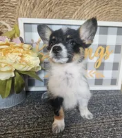 SAMANTHA , a female Cardigan Welsh Corgi and Poodle - Toy  for sale in Ocala, FL – 3 of 10