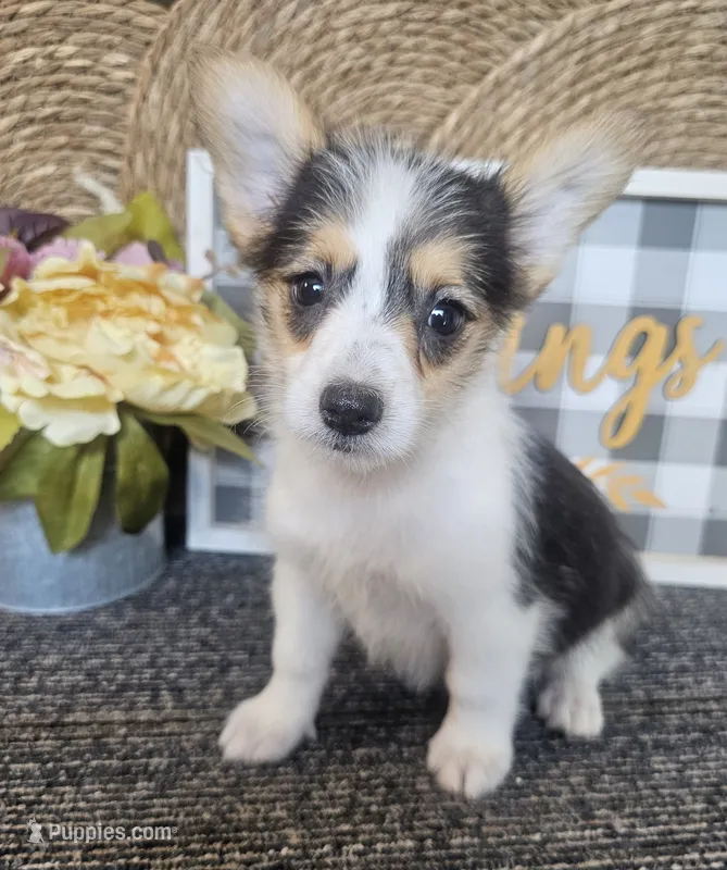 MIRANDA – Cardigan Welsh Corgi, Poodle - Toy  puppy for sale in Ocala, FL
