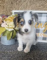 CHARLOTTE , a female Cardigan Welsh Corgi and Poodle - Toy  for sale in Ocala, FL – 5 of 7