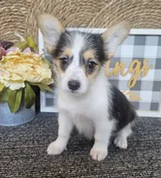 MIRANDA, a female Cardigan Welsh Corgi and Poodle - Toy  for sale in Ocala, FL – 6 of 8