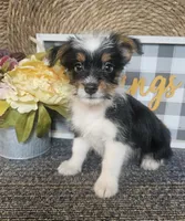 Woody, a male Cardigan Welsh Corgi and Poodle - Toy  for sale in Ocala, FL – 4 of 7