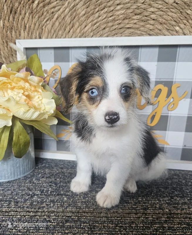 CHARLOTTE  – Cardigan Welsh Corgi, Poodle - Toy  puppy for sale in Ocala, FL