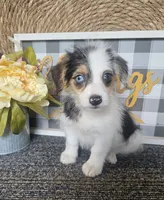 CHARLOTTE , a female Cardigan Welsh Corgi and Poodle - Toy  for sale in Ocala, FL – 1 of 7