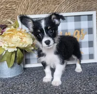 CARRIE, a female Cardigan Welsh Corgi and Poodle - Toy  for sale in Ocala, FL – 2 of 9