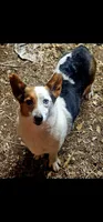 SAMANTHA , a female Cardigan Welsh Corgi and Poodle - Toy  for sale in Ocala, FL – 9 of 10