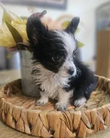 GIZMO, a male Cardigan Welsh Corgi and Poodle - Toy  for sale in Ocala, FL – 7 of 10