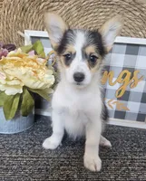 MIRANDA, a female Cardigan Welsh Corgi and Poodle - Toy  for sale in Ocala, FL – 3 of 8