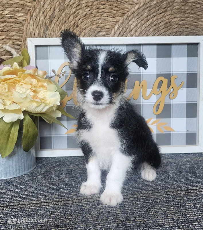 CARRIE – Cardigan Welsh Corgi, Poodle - Toy  puppy for sale in Ocala, FL
