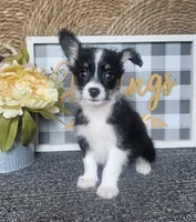 CARRIE, a female Cardigan Welsh Corgi and Poodle - Toy  for sale in Ocala, FL – 1 of 9