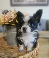 GIZMO, a male Cardigan Welsh Corgi and Poodle - Toy  for sale in Ocala, FL – 6 of 10