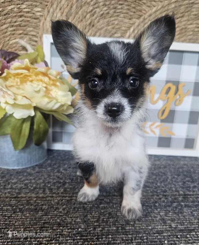 SAMANTHA  – Cardigan Welsh Corgi, Poodle - Toy  puppy for sale in Ocala, FL