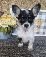 SAMANTHA , a female Cardigan Welsh Corgi and Poodle - Toy  for sale in Ocala, FL – 1 of 10