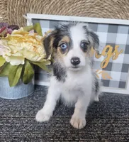 CHARLOTTE , a female Cardigan Welsh Corgi and Poodle - Toy  for sale in Ocala, FL – 4 of 7