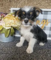 Woody, a male Cardigan Welsh Corgi and Poodle - Toy  for sale in Ocala, FL – 5 of 7