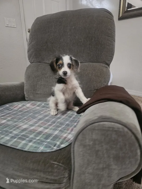 CHARLOTTE  – Cardigan Welsh Corgi, Poodle - Toy  puppy for sale in Ocala, FL