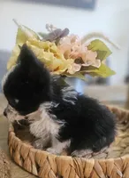 GIZMO, a male Cardigan Welsh Corgi and Poodle - Toy  for sale in Ocala, FL – 5 of 10