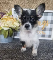 SAMANTHA , a female Cardigan Welsh Corgi and Poodle - Toy  for sale in Ocala, FL – 4 of 10