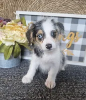 CHARLOTTE , a female Cardigan Welsh Corgi and Poodle - Toy  for sale in Ocala, FL – 3 of 7