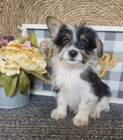 Buzz, a male Cardigan Welsh Corgi and Poodle - Toy  for sale in Ocala, FL – 3 of 8