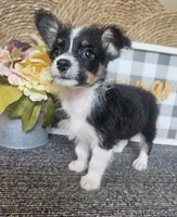 CARRIE, a female Cardigan Welsh Corgi and Poodle - Toy  for sale in Ocala, FL – 6 of 9