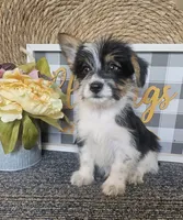 Buzz, a male Cardigan Welsh Corgi and Poodle - Toy  for sale in Ocala, FL – 5 of 8