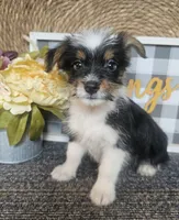 Woody, a male Cardigan Welsh Corgi and Poodle - Toy  for sale in Ocala, FL – 3 of 7