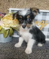 Woody, a male Cardigan Welsh Corgi and Poodle - Toy  for sale in Ocala, FL – 2 of 7