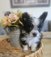 GIZMO, a male Cardigan Welsh Corgi and Poodle - Toy  for sale in Ocala, FL – 2 of 10