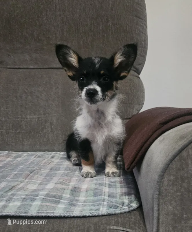SAMANTHA  – Cardigan Welsh Corgi, Poodle - Toy  puppy for sale in Ocala, FL