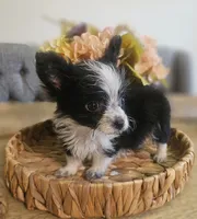 GIZMO, a male Cardigan Welsh Corgi and Poodle - Toy  for sale in Ocala, FL – 3 of 10
