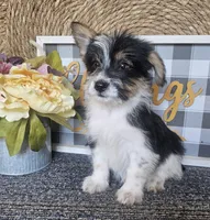 Buzz, a male Cardigan Welsh Corgi and Poodle - Toy  for sale in Ocala, FL – 4 of 8