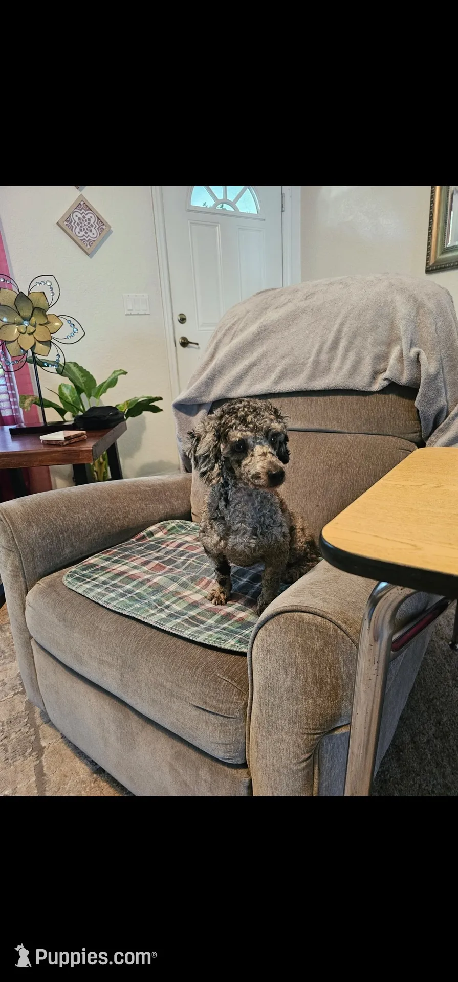 Buzz, a male Cardigan Welsh Corgi and Poodle - Toy  for sale in Ocala, FL – 8 of 8