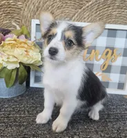 MIRANDA, a female Cardigan Welsh Corgi and Poodle - Toy  for sale in Ocala, FL – 4 of 8