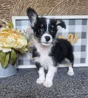 CARRIE, a female Cardigan Welsh Corgi and Poodle - Toy  for sale in Ocala, FL – 3 of 9