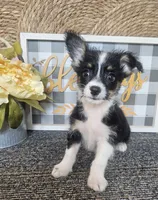 CARRIE, a female Cardigan Welsh Corgi and Poodle - Toy  for sale in Ocala, FL – 7 of 9
