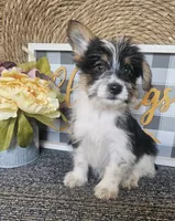 Buzz, a male Cardigan Welsh Corgi and Poodle - Toy  for sale in Ocala, FL – 6 of 8