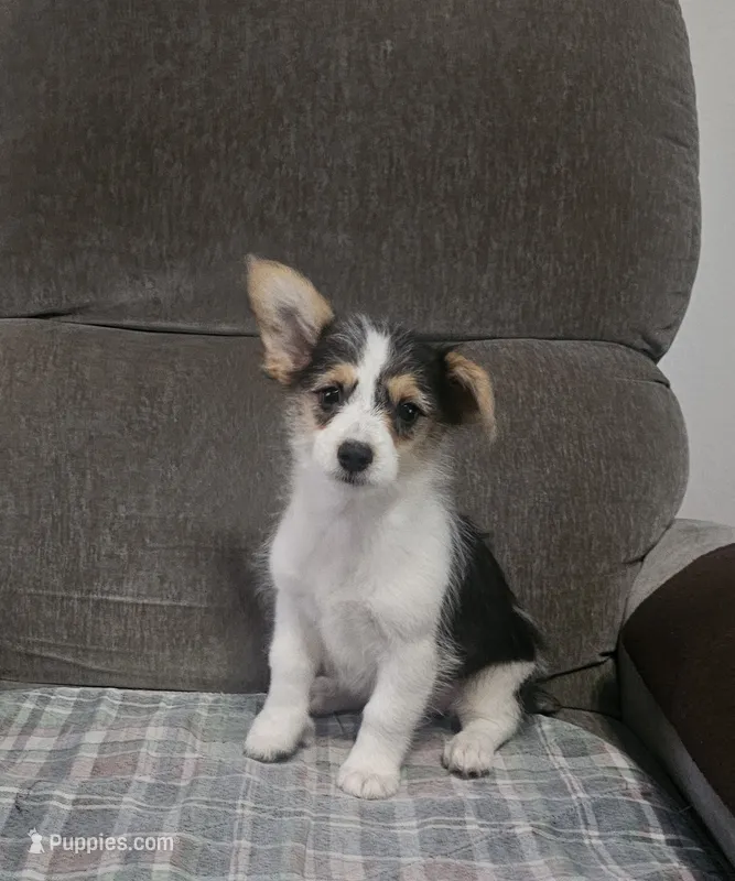 MIRANDA – Cardigan Welsh Corgi, Poodle - Toy  puppy for sale in Ocala, FL