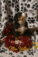 Miss Yellow, a female Bernese Mountain Dog for sale in What Cheer, IA – Photo 2 of 2