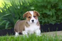 Holly, a female Pembroke Welsh Corgi for sale in Sugarcreek, OH – 8 of 10