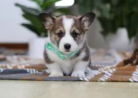 Kendall, a male Pembroke Welsh Corgi for sale in Sugarcreek, OH – Photo 2 of 4