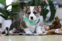 Kendall, a male Pembroke Welsh Corgi for sale in Sugarcreek, OH – Photo 3 of 4