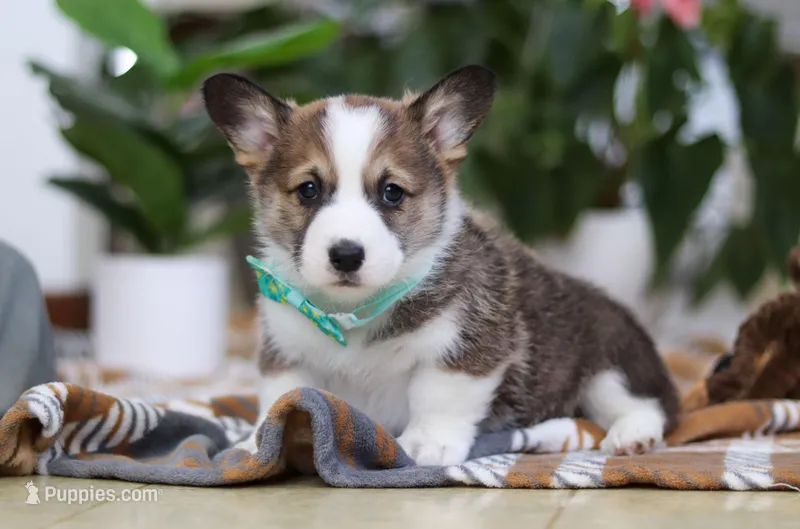 Kendall, a male Pembroke Welsh Corgi for sale in Sugarcreek, OH – Photo 1 of 4
