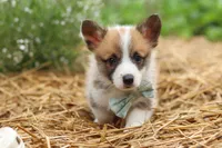 Buddy, a male Pembroke Welsh Corgi for sale in Sugarcreek, OH – 6 of 9